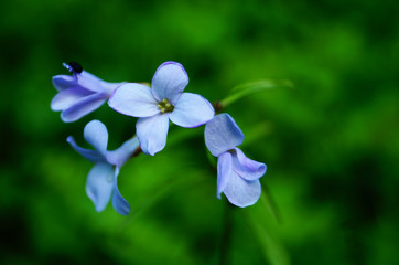 Wild flower with delicate blue petals on the stem with green leaves in the meadow