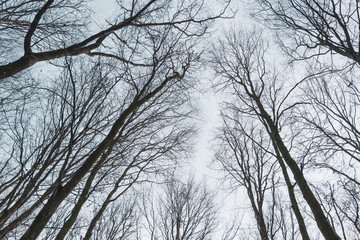 Bäume Landschaft Waldviertel