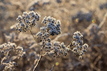 Dry plant covered with hoarfrost at winter sunny day.