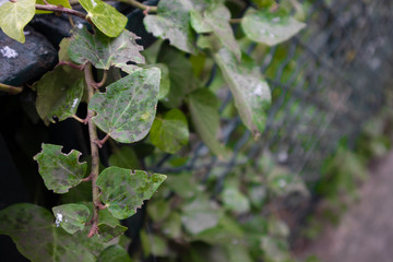green leaves closeup at a fence
