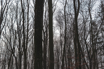 Fototapeta premium Bäume Landschaft Waldviertel