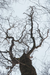 Fototapeta na wymiar Baum ohne Blätter