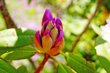 Rhododendron flowers and buds with delicate pink petals on a branch with green leaves in the park