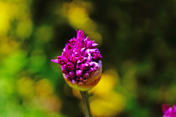 Field plant with small purple flowers and delicate petals on a branch with green leaves in the meadow