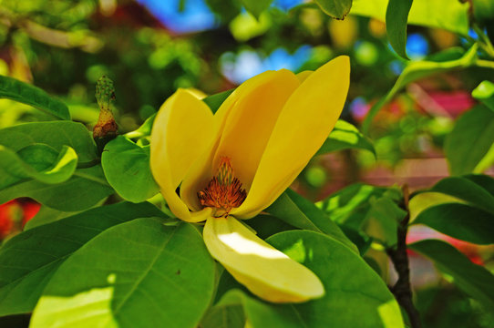 129 Best Magnolia Champaca Images Stock Photos Vectors Adobe Stock