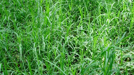 Beautiful green grass is seen in the flower garden
