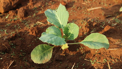 5 weeks old turnip seedlings