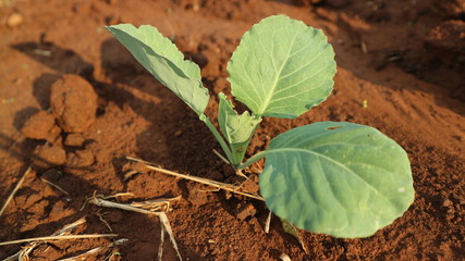 5 weeks old turnip seedlings
