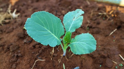 5 weeks old turnip seedlings