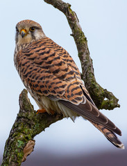 kestrel