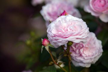 english shrub pink Olivia rose Austin in summer garden