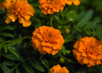 Yellow french Marigold, Tagetes erecta L. flowers in summer garden as background