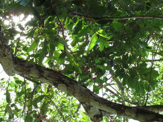 Atlantic Forest flowers and plants