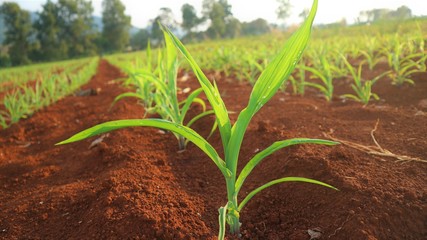 Corn seedlings, 5 weeks old Corn pests