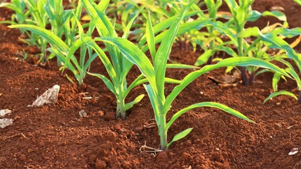 Corn seedlings, 5 weeks old Corn pests