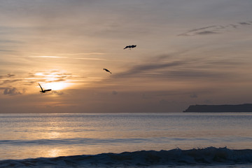 gulls hunting for food at dawn