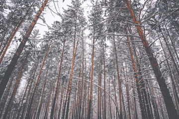 Beautiful tall pines in winter in the forest, background of trees