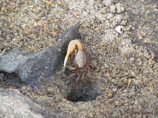 Crabs coming out of their dens