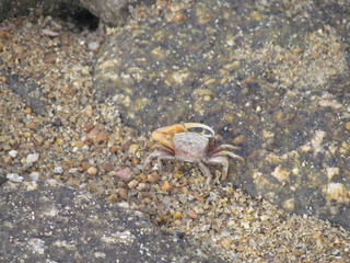 Crabs coming out of their dens