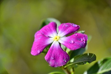 Fototapeta premium Flor Violeta