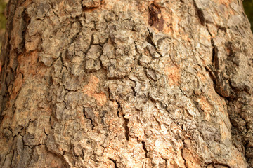 Tree Bark Texture Background Close-Up Image
