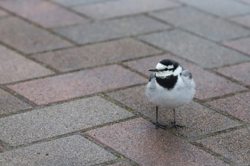 Motacilla alba lugens