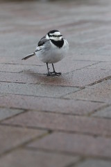 Motacilla alba lugens