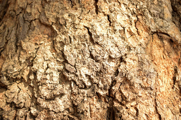 Tree Bark Texture Background Image