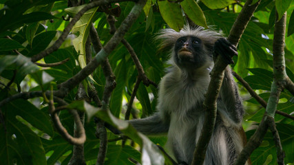 Red colobus monkey Tansania Sansibar Südafrika