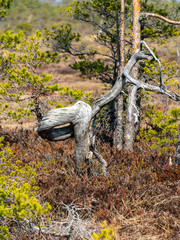 simple swamp landscape with swamp grass and moss in the foreground, swamp pines in the background, blurry background