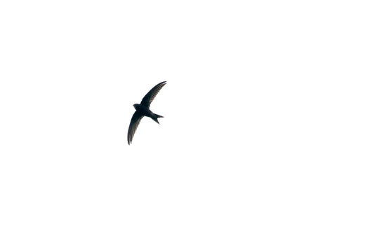 Silhouette of common swift (Apus apus) in the sky.