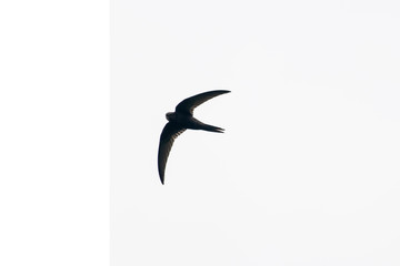 Silhouette of common swift (Apus apus) in the sky.