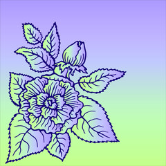 flowers on white background