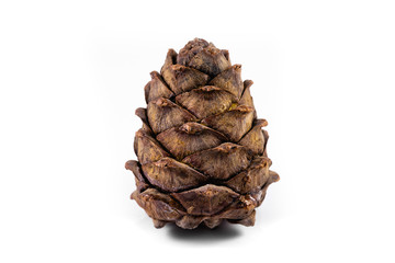 cedar cone on white background isolated