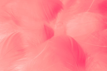 Beautiful abstract colorful white and red feathers on white background and soft white pink feather texture on pink pattern and light red background