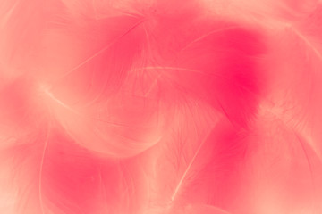 Beautiful abstract colorful white and red feathers on white background and soft white pink feather texture on pink pattern and light red background
