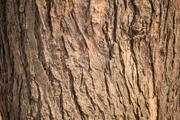Tree Bark Texture Background Close-Up Image