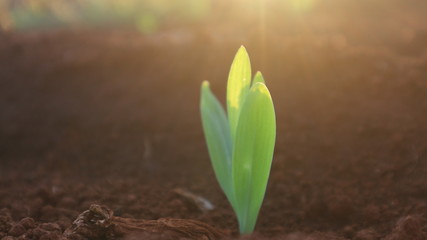 Corn seedlings with sunlight Thailand