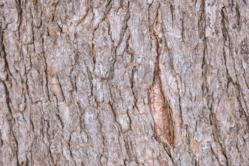 Tree Bark Texture Background Close-Up Image