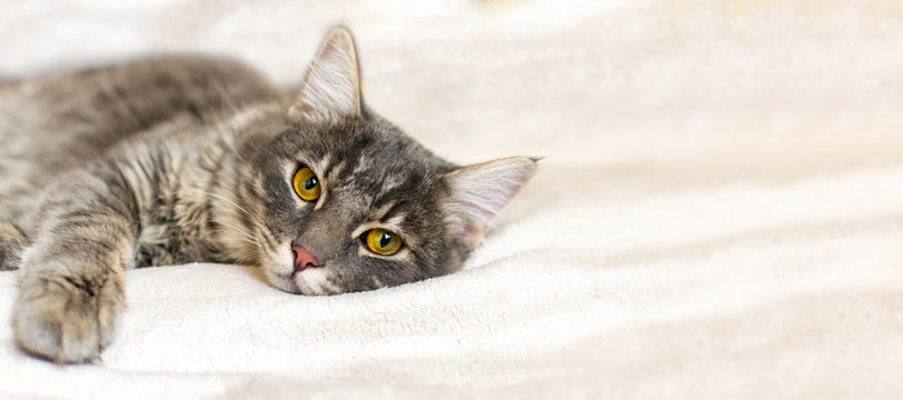 Sad sick gray cat lies on a white fluffy blanket in a veterinary clinic for pets. Depressed illness animal looks at the camera. Feline health background with copy space.