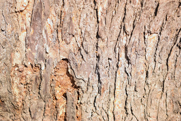 Tree Bark Texture Background Image