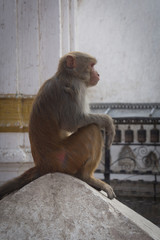 monkey in swayambunath monkey temple in Kathmandu, Nepal