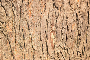 Tree Bark Texture Background Image