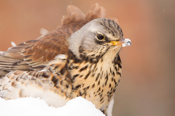 Fieldfare (Turdus pilaris) thrush bird close up
