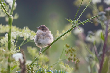 Common whitethroat singing in spring on a shrub. A beautiful Whitethroat, Sylvia communis, perching on a branch.