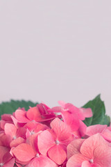 background with pink hydrangea flowers. flower banner. pink hydrangea on a pink background.