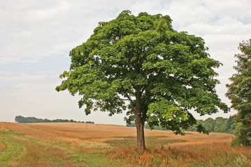 Fototapeta na wymiar Ein Baum steht am Wegrand im Sommer