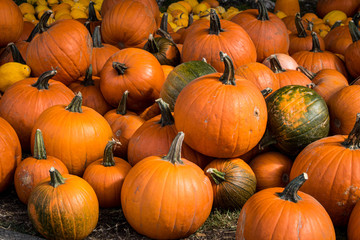 Pumpkins at Halloween Festival, California