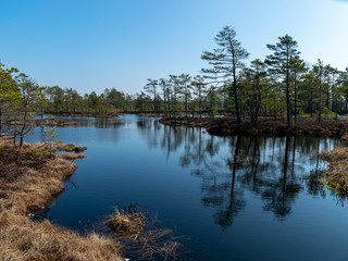 simple swamp landscape with swamp grass and moss in the foreground, small swamp pond and swamp pines in the background, blurry background