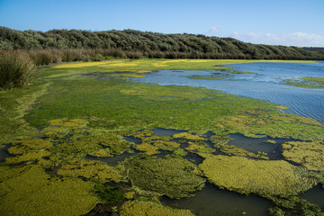 Oso Flaco Lake, California